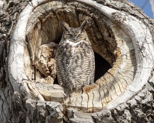Great horned owl guarding its nest