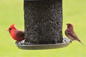 Northern Cardinal & Purple Finch