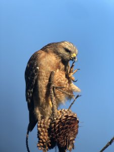 Red-Shouldered Hawk - Downy Beak