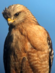 Red-Shouldered Hawk - Finished Grooming