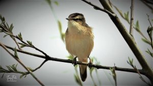 Sedge Warbler