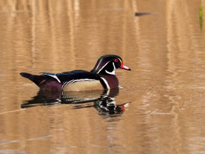 Wood Duck - male