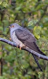 Male cuckoo