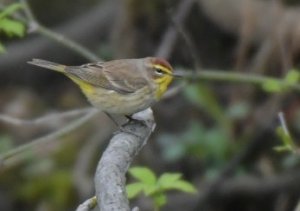 palm warbler