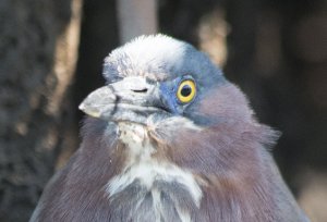 Green heron 4-28closeup.jpg