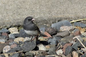 Dark-Eyed Junco-1