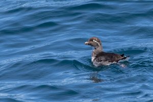 Parakeet Auklet