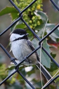 Black-capped Chickadee