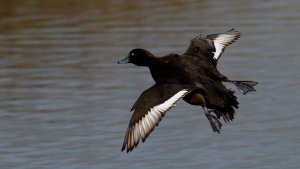 Tufted Duck