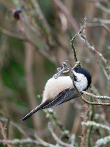 Black-capped chickadee