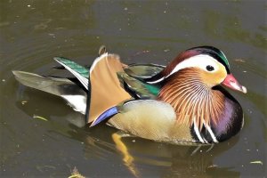 mandarin duck