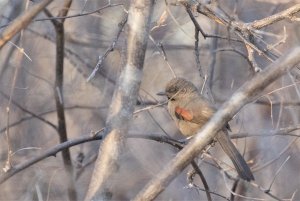 Red-shouldered Spinetail