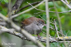 Cettis Warbler