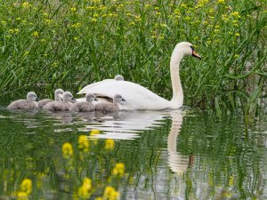 Mute Swan with six chicks