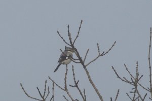 162- Lanius excubitor Great Grey Shrike- 19 novembre 2019.jpg