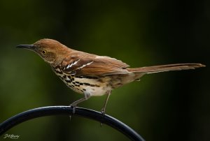 Brown Thrasher