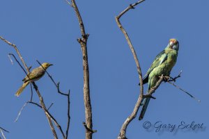 White-plumed Honeyeater and Mallee Ringneck