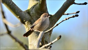 Cetti’s warbler