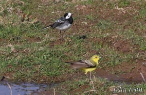 yellow wagtail + pied wagtail