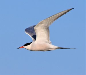 Common Tern