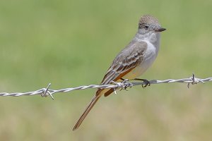 Ash-throated flycatcher.jpg