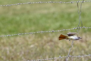 Ash-throated flycatcher_043021H4.jpg