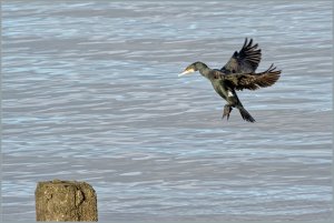 Landing Cormorant