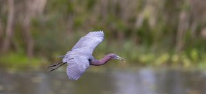 Little Blue Heron.jpg