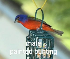 painted bunting, male