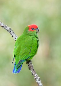 Pileated Parrot - Cuiú-Cuiú