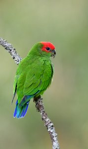 Pileated Parrot - Cuiú-Cuiú