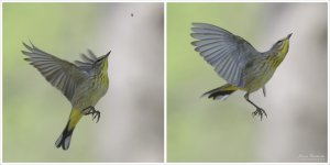 Palm Warbler Catching a Spider in Midair (action sequence)