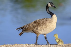 Canada goose and chick.jpg