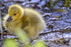 Canada goose chick