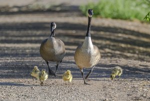 Canada goose family.jpg