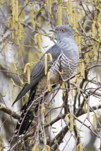 Cuckoo