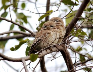 spotted owlet 4 ps.jpg
