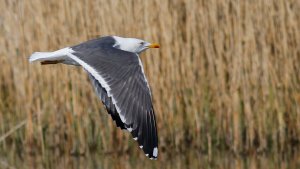 Lesser Black-backed Gull