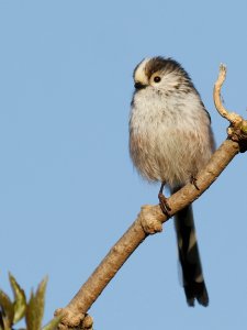 Long-tailed Tit