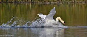 Mute Swan.