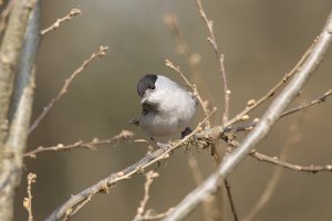 Blackcap Male