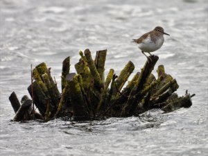 Common Sandpiper