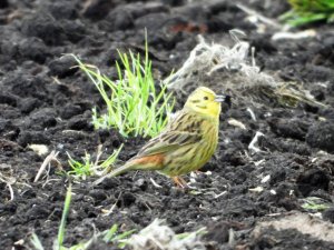 Yellowhammer