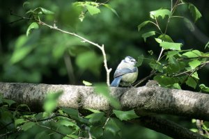 Blue tit