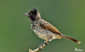 One Clean Bulbul.