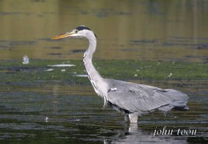 grey heron