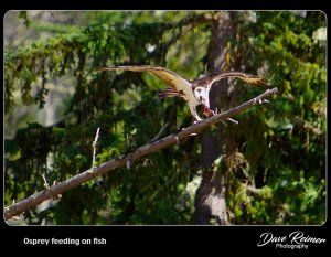 Osprey feeding