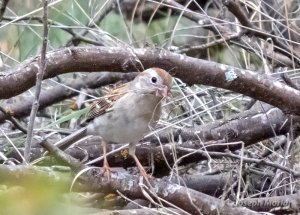 Field Sparrow