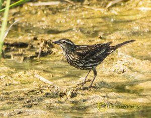 Red-winged Blackbird, Female