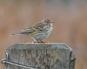 Meadow Pipit